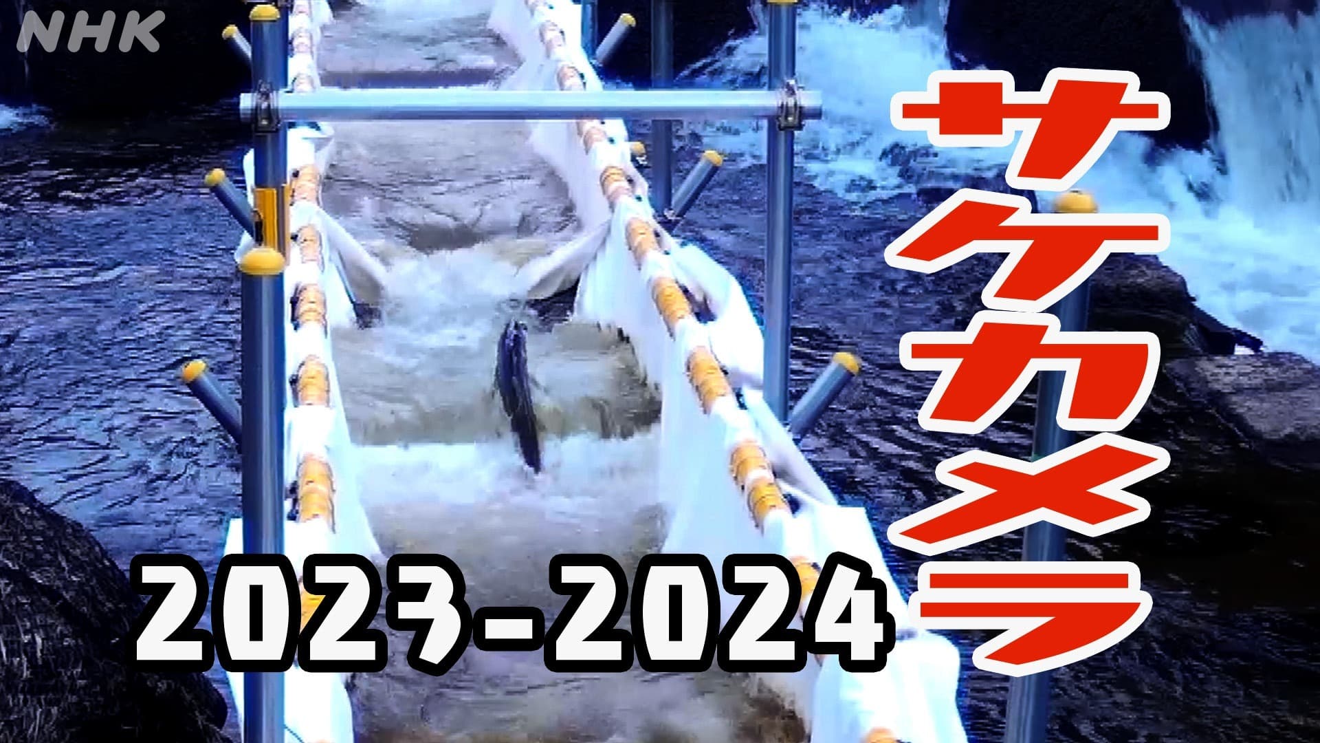 サケカメラ 2023-2024 札幌 豊平川を見る 0755DDチャンネル