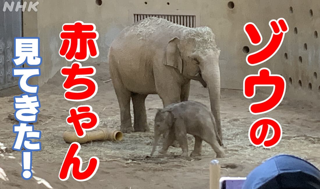円山動物園 赤ちゃんゾウ 神門が目撃