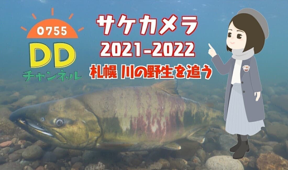 サケカメラ2021-2022 札幌 川の野生を追う 0755DDチャンネル