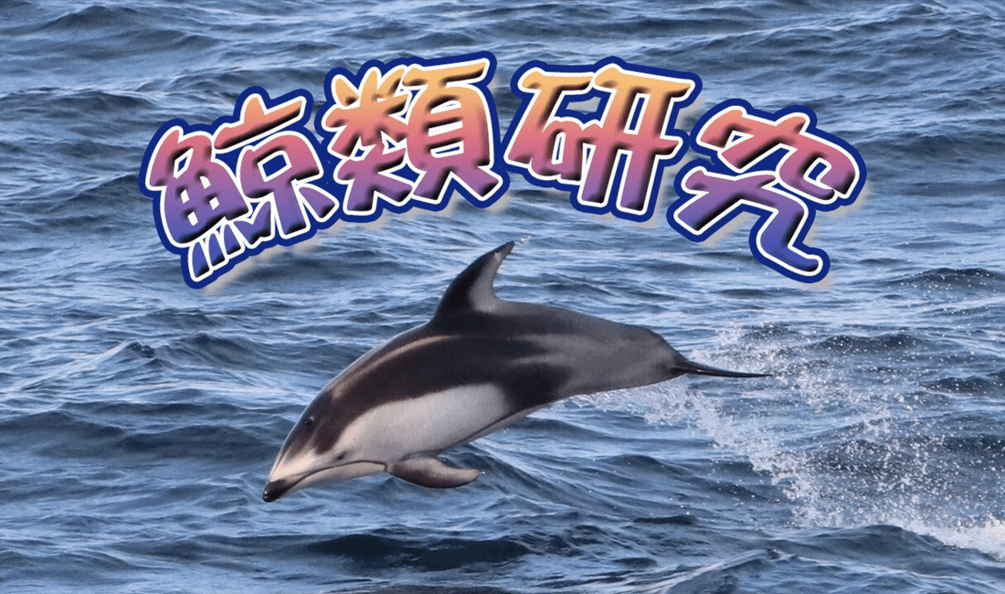 函館から広がるクジラ・イルカ研究～北海道大学鯨類研究会～