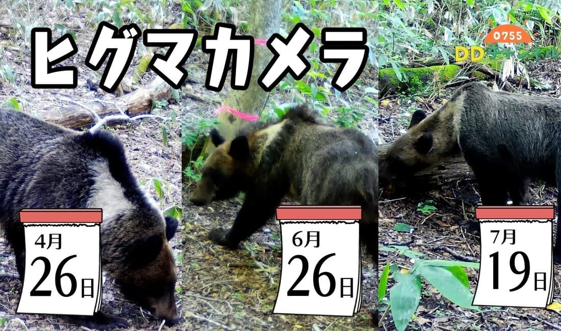 ヒグマカメラ2023 札幌の森のヒグマはいま 0755DDチャンネル