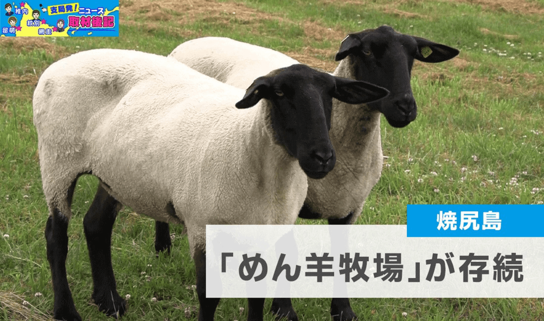羽幌町 焼尻島の「めん羊牧場」が一転存続へ