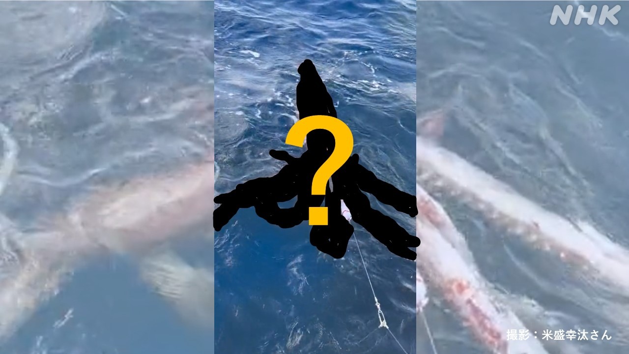 鹿児島の漁業者が釣り上げ試食！深海の巨大生物ダイオウイカ