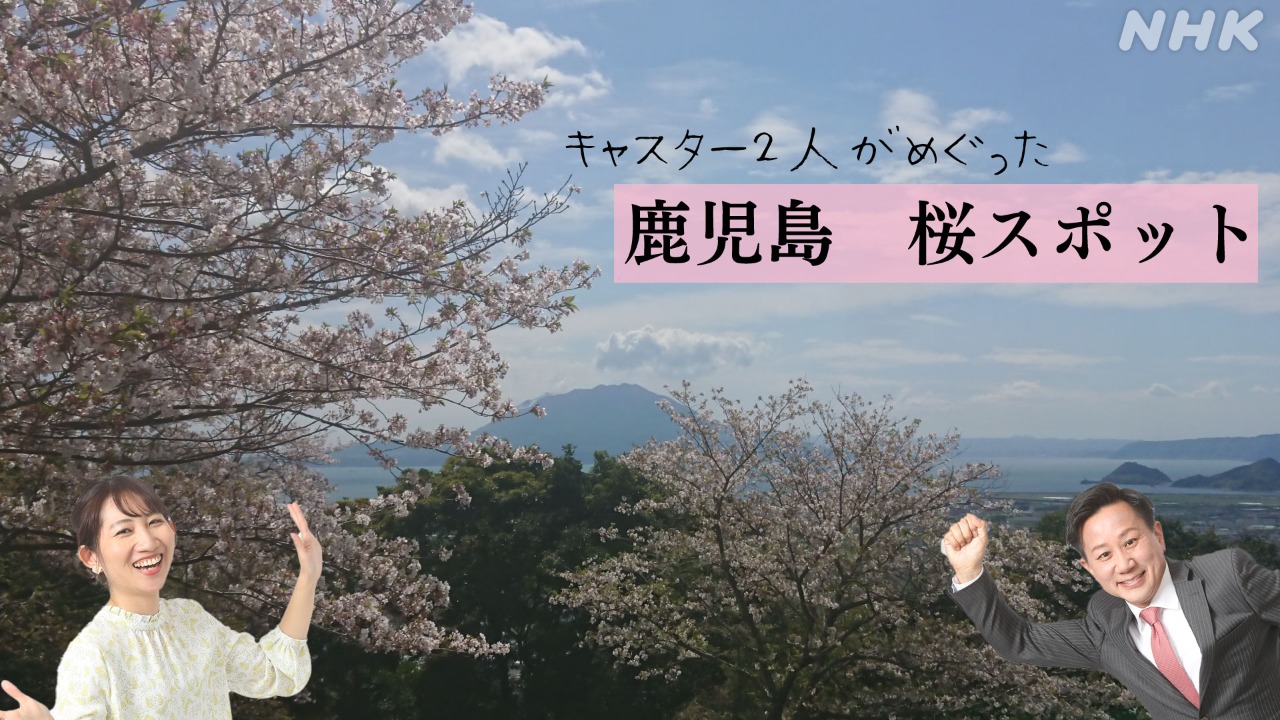 鹿児島の花見　桜スポット　情報WAVEかごしまキャスターが紹介