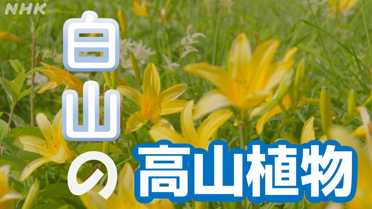 石川県最高峰・白山の高山植物が花盛りです！