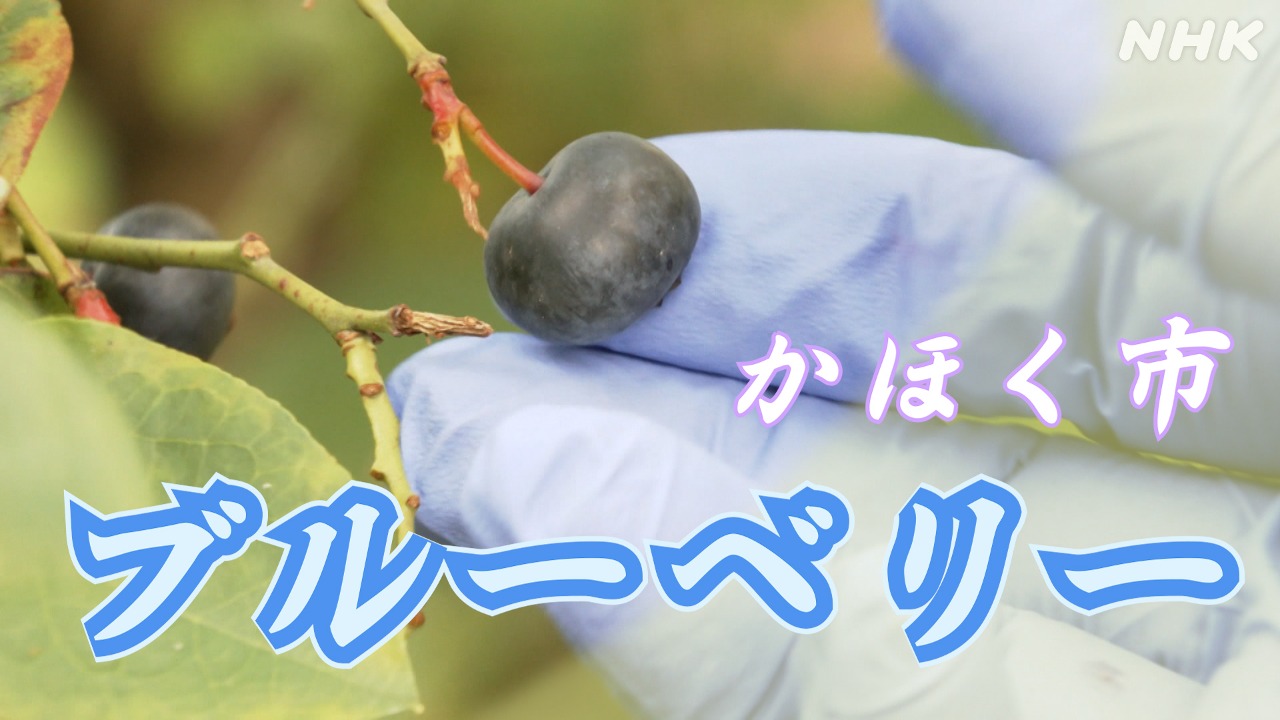 石川・かほく　暑い夏は甘酸っぱいブルーベリーがおいしい季節