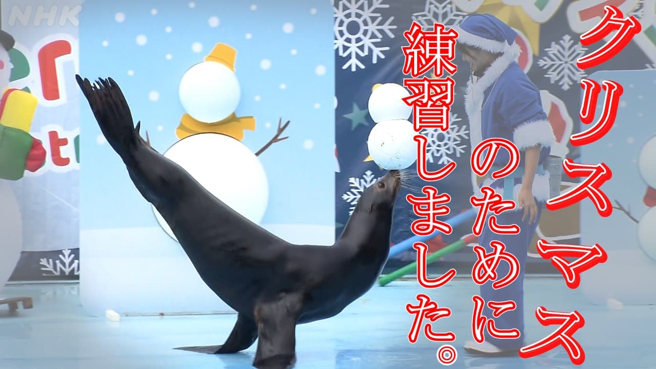 石川・七尾　アシカもペンギンも　のとじま水族館のクリスマス
