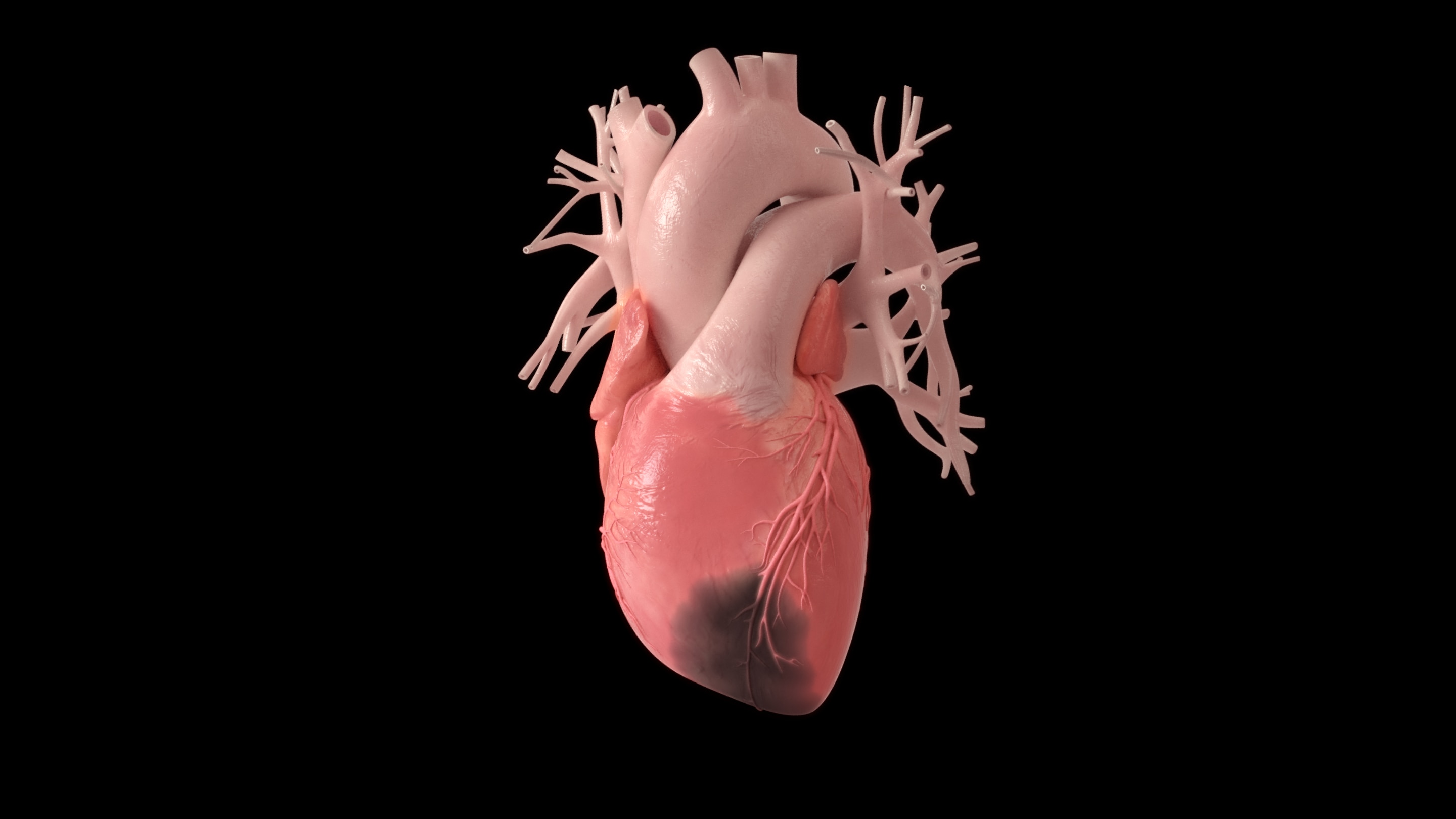 心筋梗塞をおこした心臓は、元通りになることはほぼない。それは心臓が半世紀をかけてもわずか3割ほどしか細胞の新陳代謝をおこさないという性質をもっているからだ。他の多くの臓器はもっと短い周期で細胞が分裂し、新しい細胞に入れ替わる。