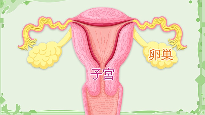 子宮と卵巣の場所