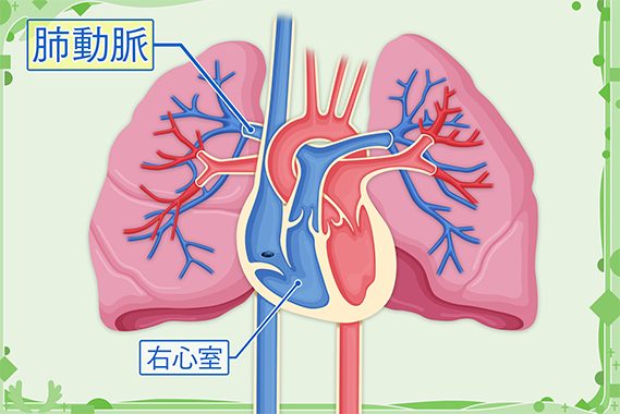 肺動脈と右心室