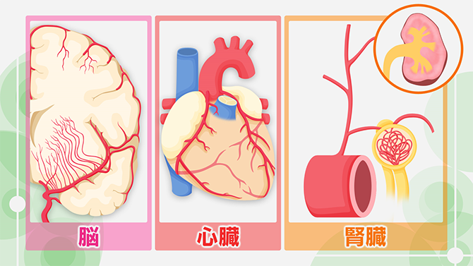 脳・心臓・腎臓の血管構造