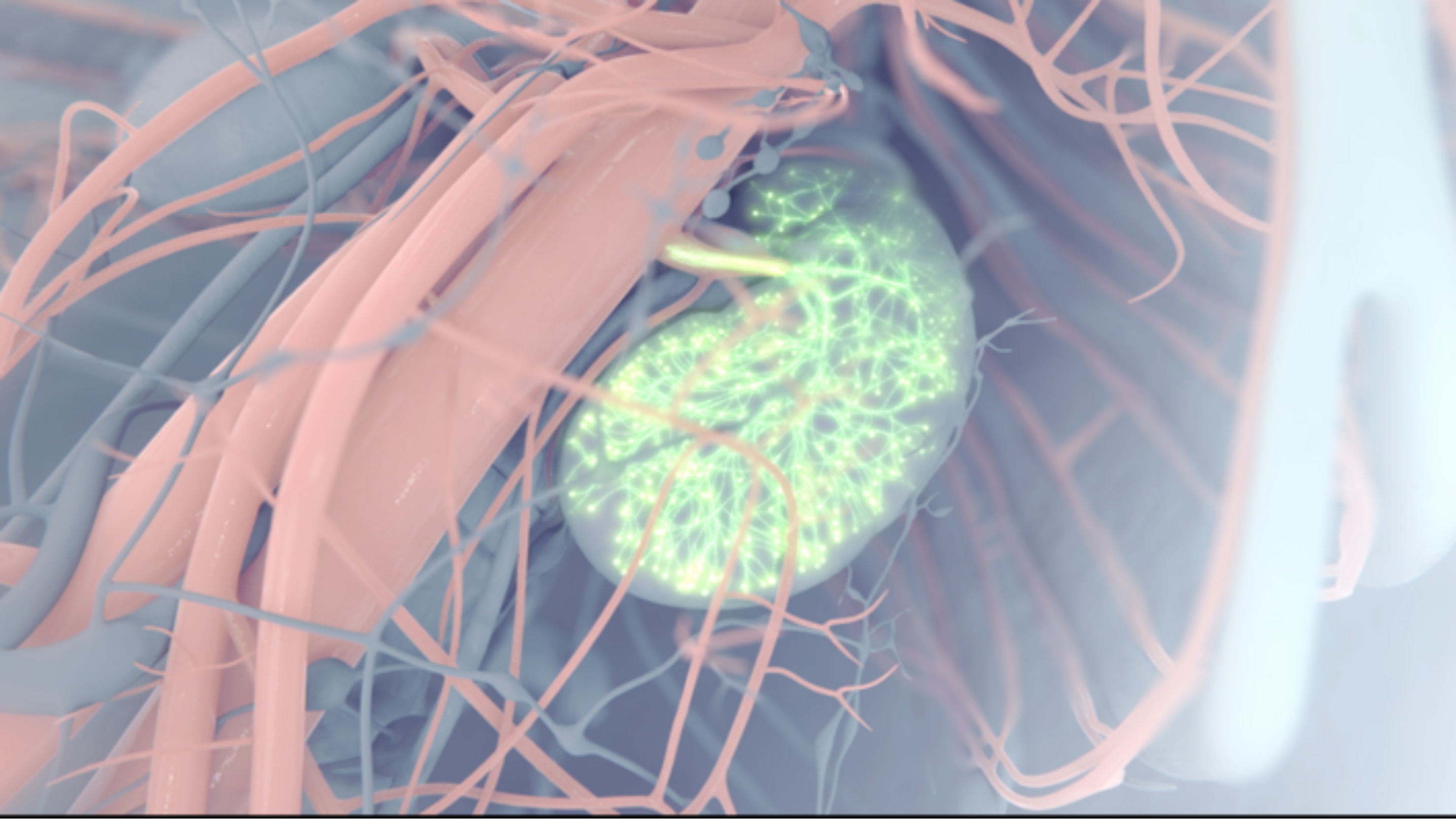 EPO細胞が鍵を握る 慢性腎臓病が治る未来、最新の治療・予防法とは