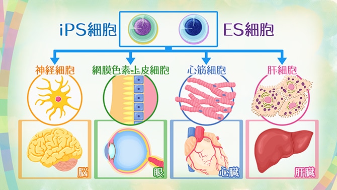 「iPS細胞」と「ES細胞」を使った再生医療の最前線