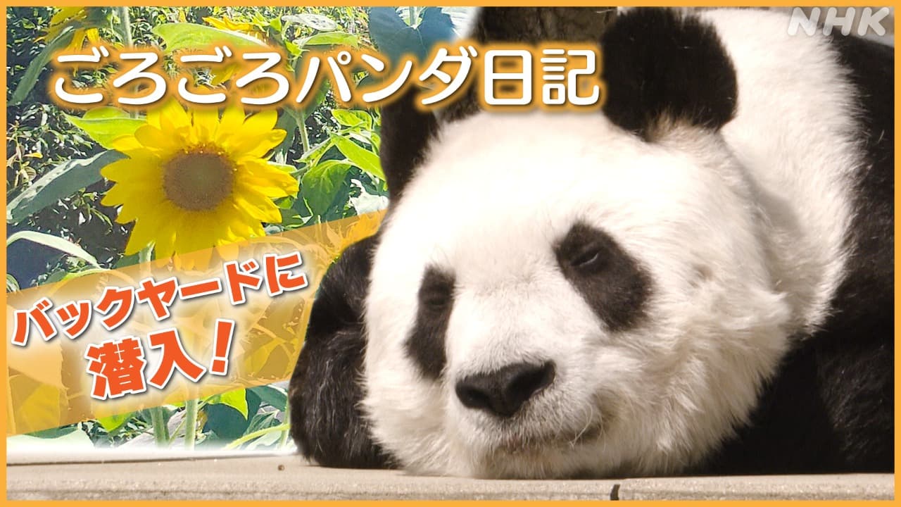 新作放送「ごろごろパンダ日記」　王子動物園のタンタンに密着