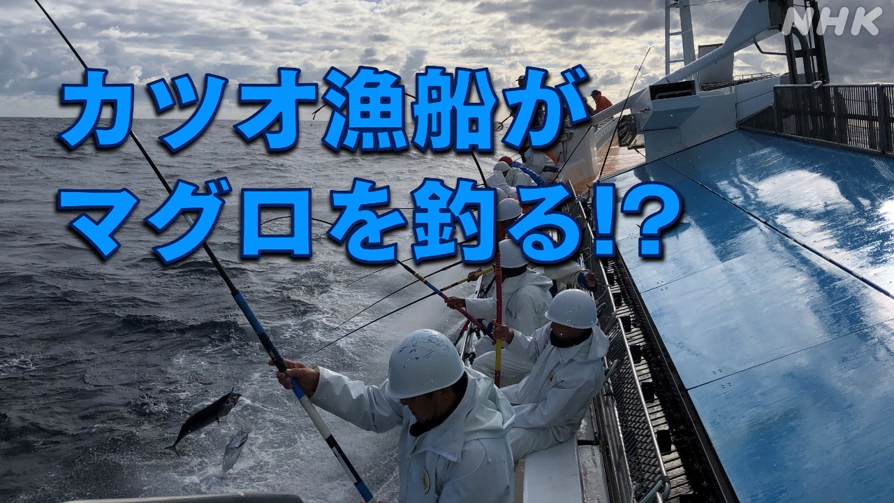 高知のカツオ漁船が気仙沼や勝浦に“マグロ”を水揚げ!?なぜ!?