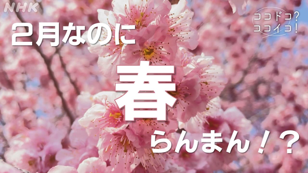 『ココドコ？ココイコ！』 里山を彩る約1000本の桜