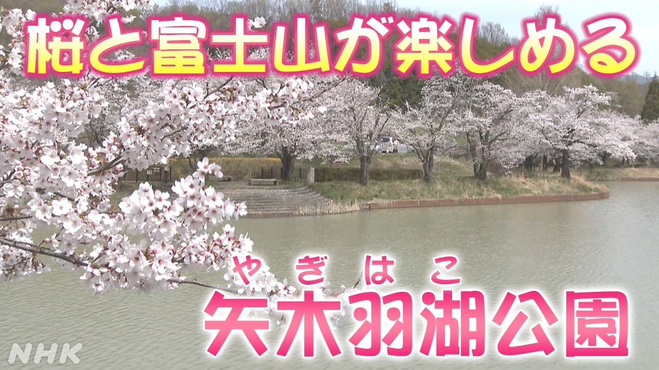 桜と富士山が楽しめる　甲斐市の人気スポット「矢木羽湖公園」
