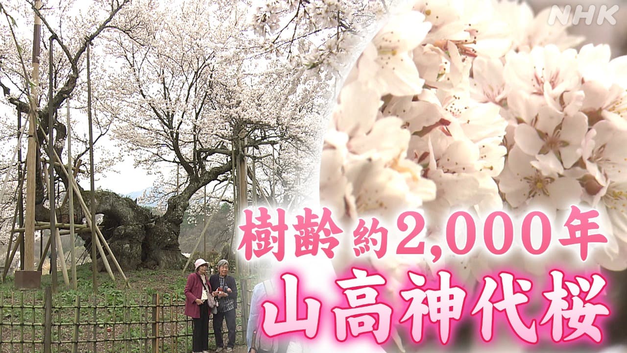 山梨県北杜市の日本三大桜「神代桜」が今年も見ごろに
