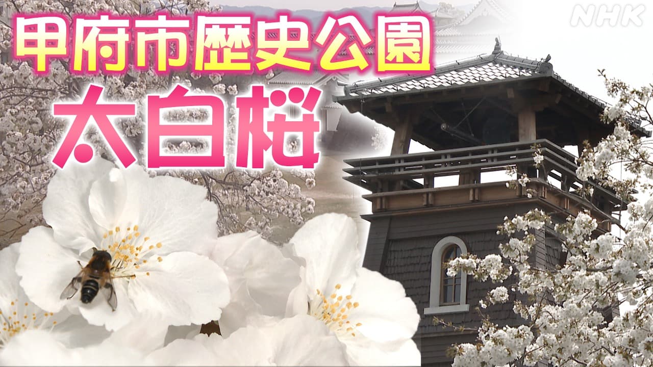 真っ白に輝く可憐な桜！甲府市歴史公園の太白桜
