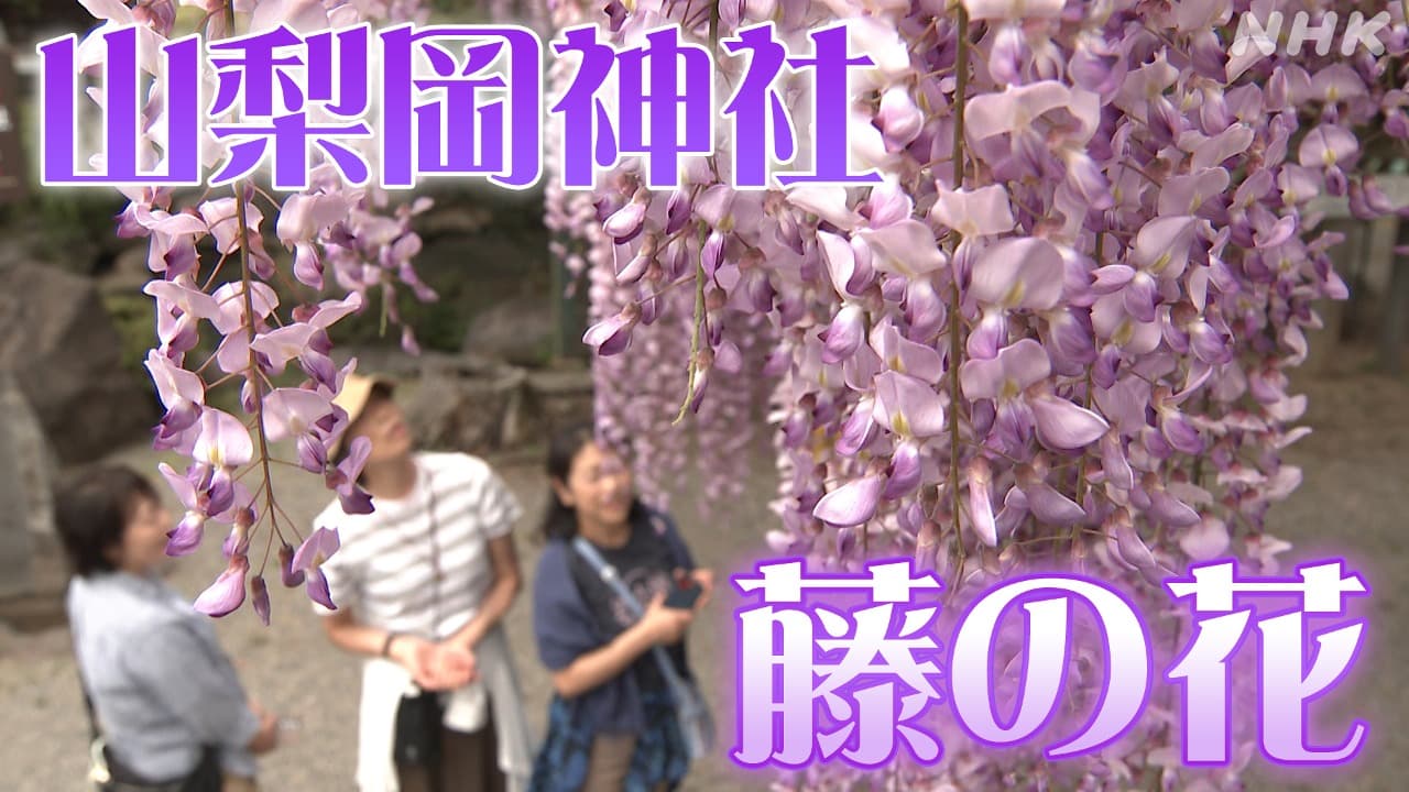 笛吹・山梨岡神社の藤の花　境内包む甘い香り