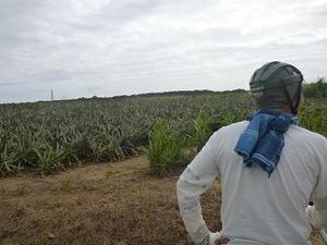パイナップル畑