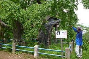 千歳山公園のサクラの老木