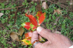 鮮やかなグラデーションの葉っぱを発見！