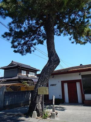 名残松は、かつての松並木の名残り。