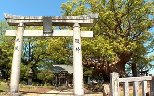 佐賀県の天然記念物