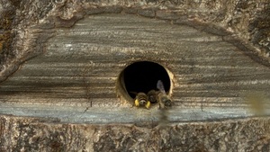 ハチの巣箱