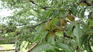 ハナモモの木