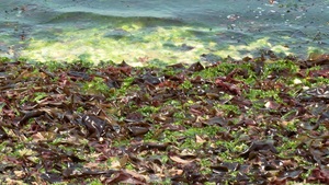 波打ち際には、たくさんの海藻が