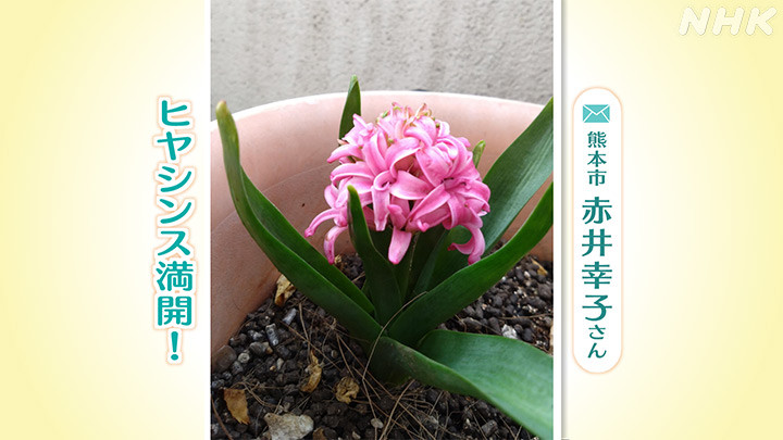 http://www.nhk.or.jp/kumamoto-blog/2024/02/13/image/04.jpg