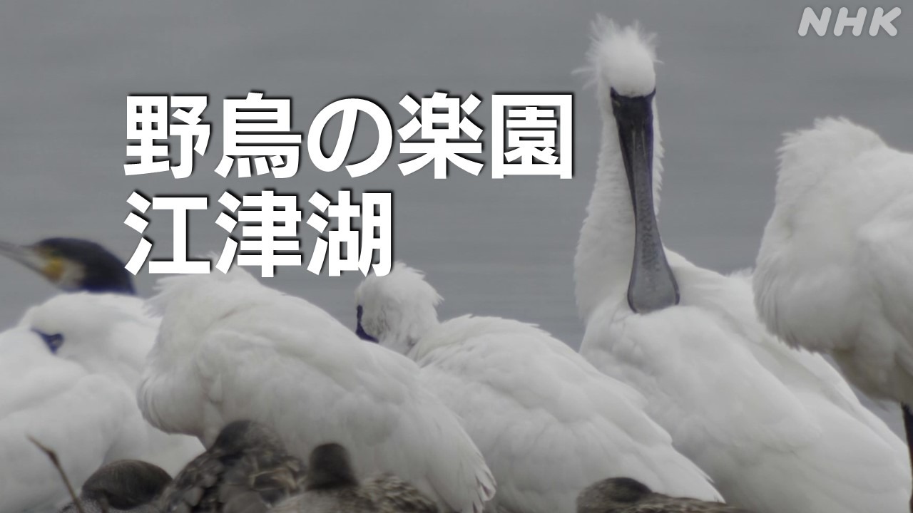 熊本冬点描①　江津湖は野鳥のパラダイス！