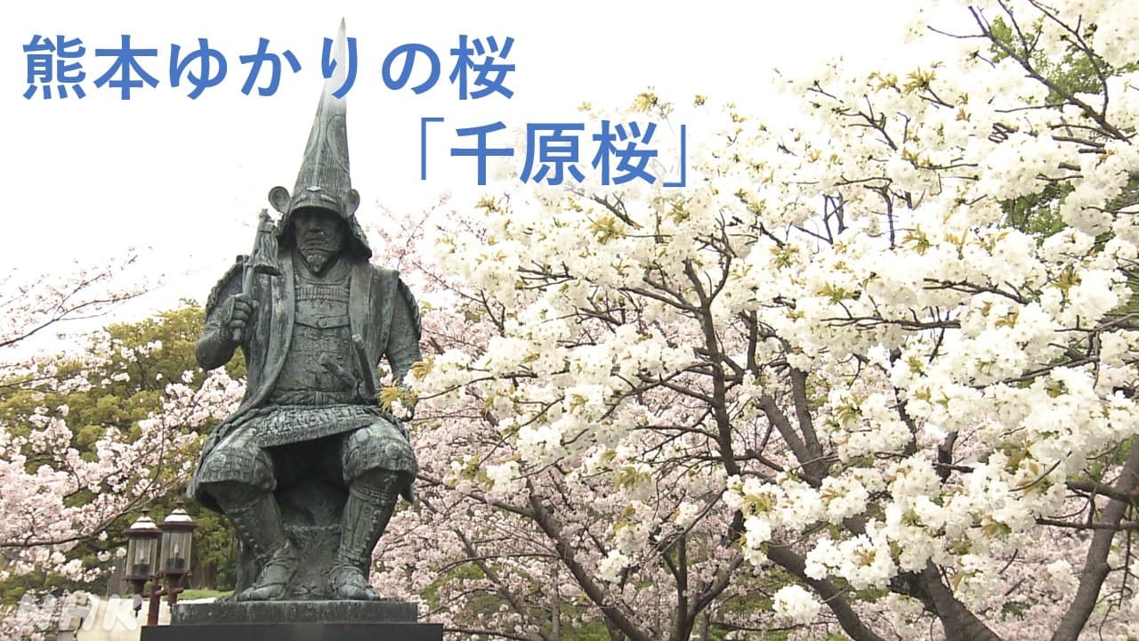 熊本ゆかりの桜「千原桜」