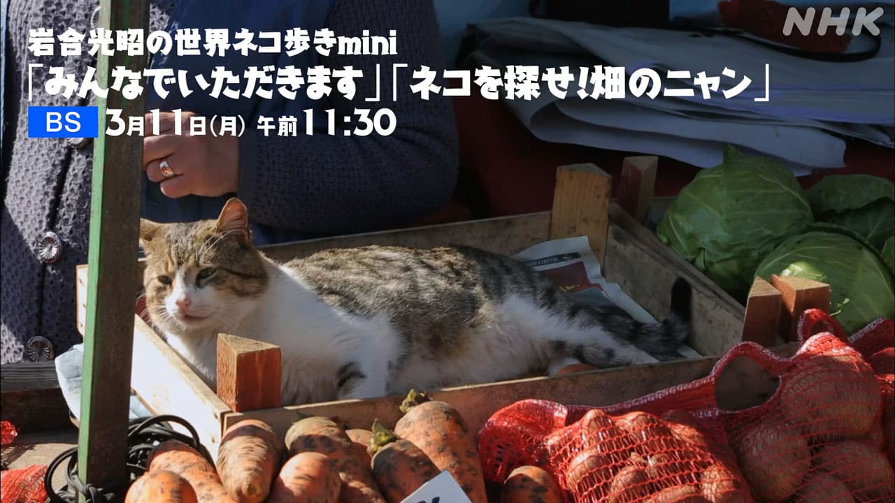 岩合光昭 世界ネコ歩き 名場面は京都の機織り工場