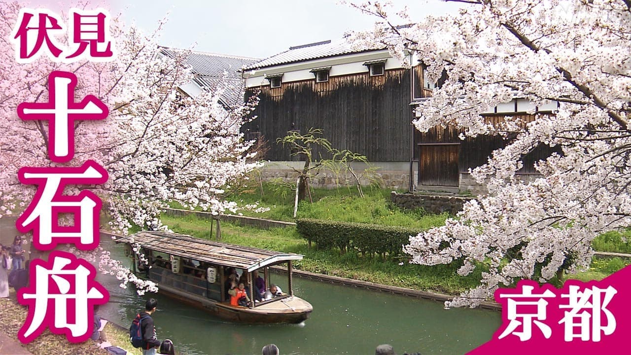 【京都】伏見 桜の下で「十石舟」にぎわう