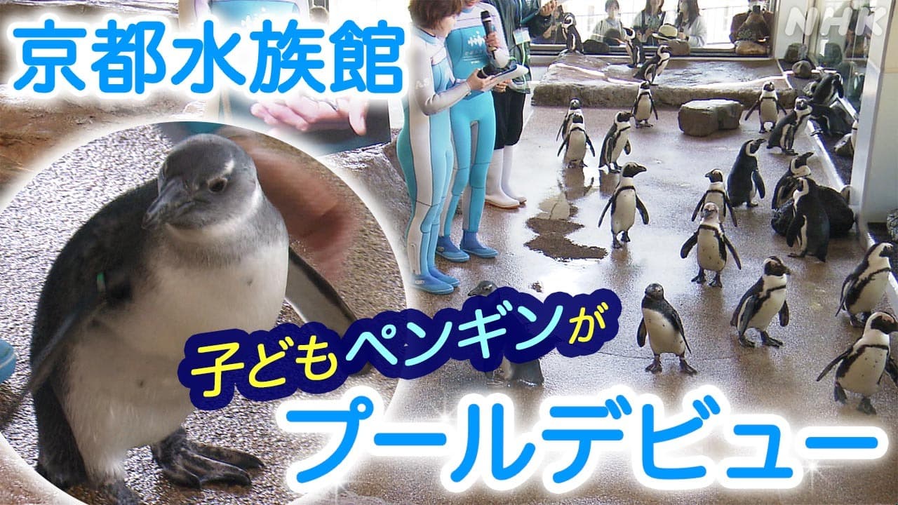 【京都 下京区】京都水族館 ペンギンの赤ちゃんがプールデビュー