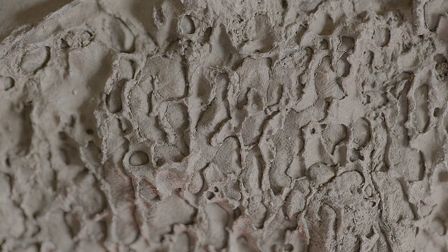 マイプの背骨の化石の断面