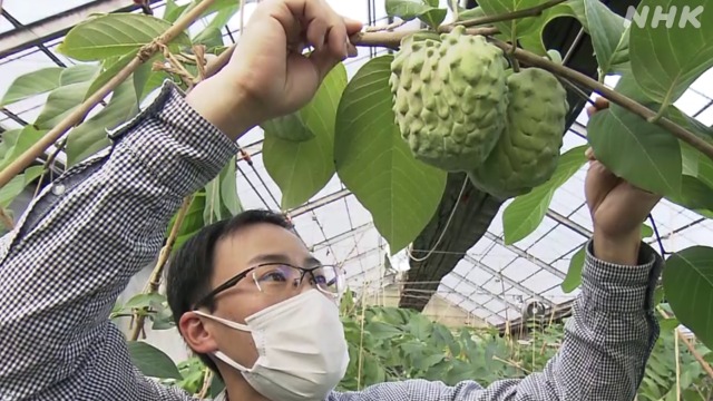 富岡市 新型コロナで苦境 洋らん農家が南国フルーツ栽培に挑む