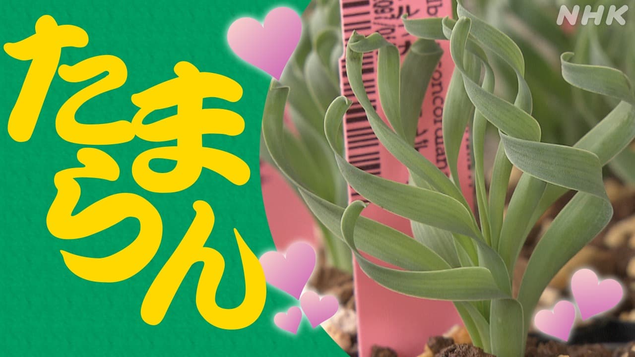 愛媛県伊予市に“レア”な植物が大集結！