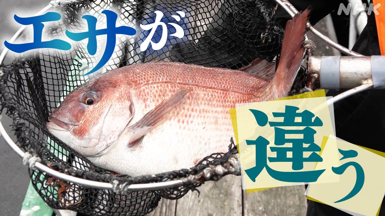 “環境に優しい魚を世界に”持続可能な漁業目指す養殖マダイ【動画】