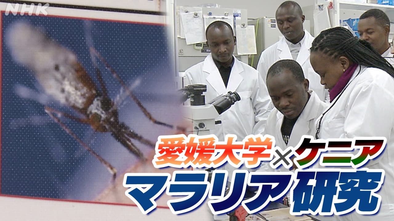 愛媛大「世界初の技術」でケニアに貢献　感染症マラリアの研究【動画】