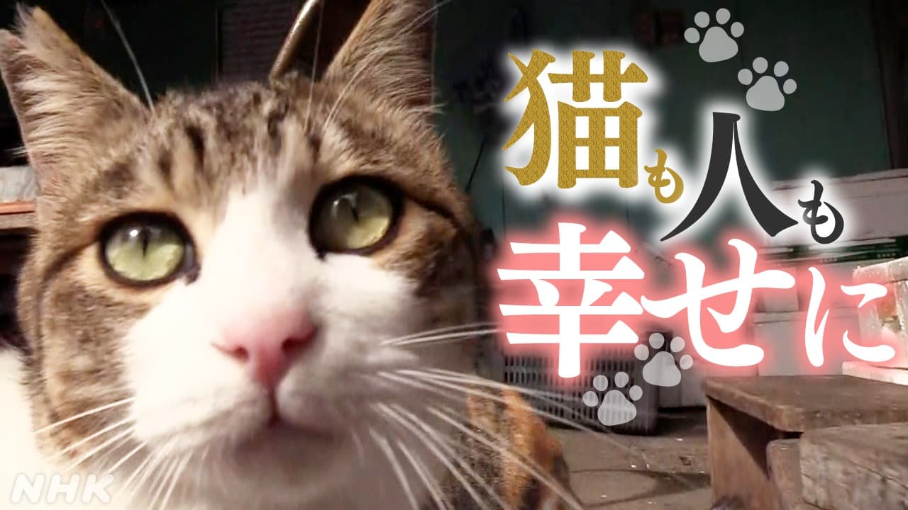 宇和島市　地域猫を守りたい