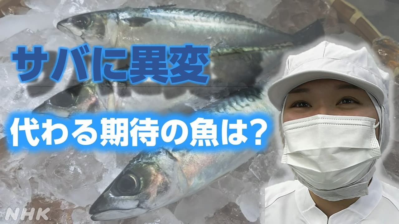 【謎】茨城の沖から消えたサバ　代わる期待の魚は？
