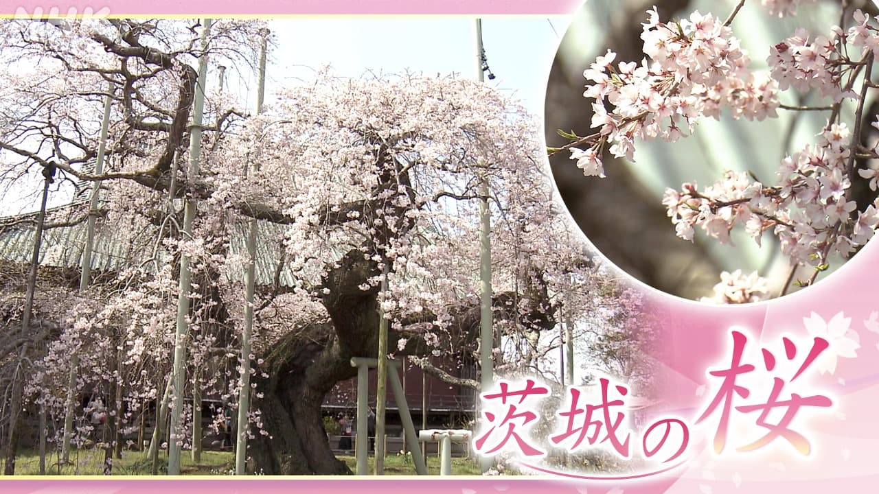 茨城の桜～龍ケ崎・般若院のしだれ桜～