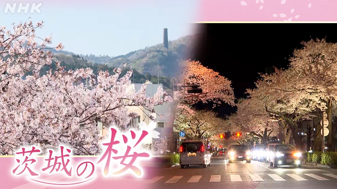 茨城の桜～日立・平和通りの桜～