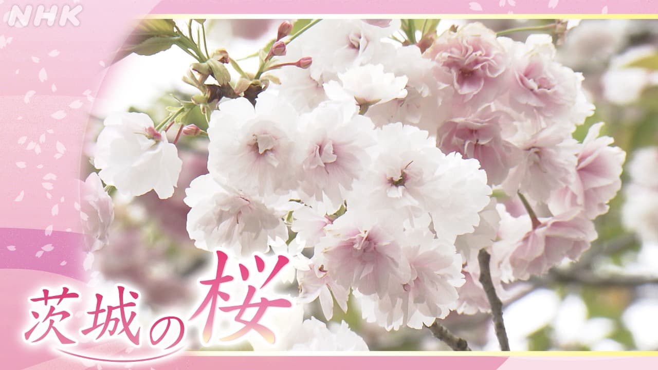 茨城の桜～那珂・静峰ふるさと公園～