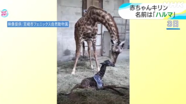宮崎 赤ちゃんキリンの名前は「ハルマ」フェニックス動物園