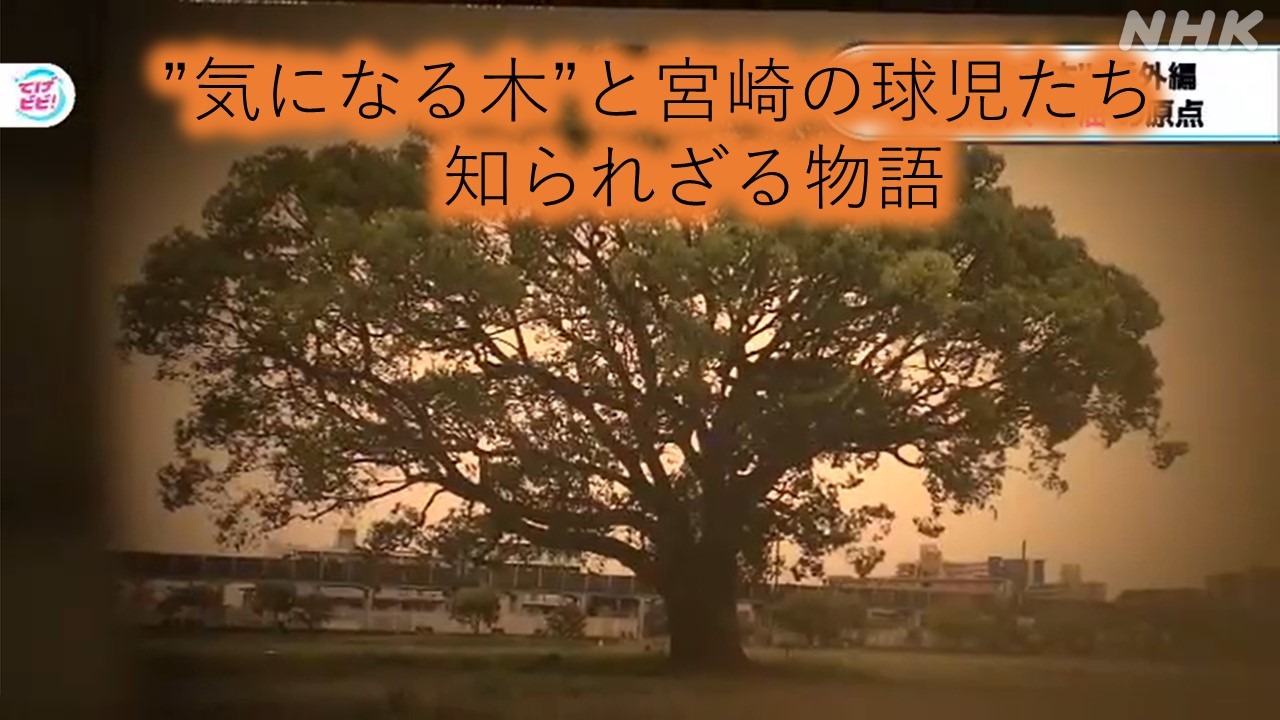 【てげ探！】旧県営野球場の“気になる木”番外編